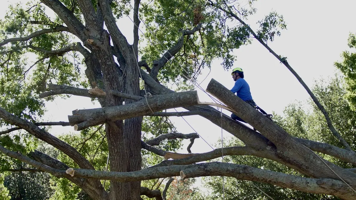 Professional Crown Thinning performed by certified arborists in Alleghany