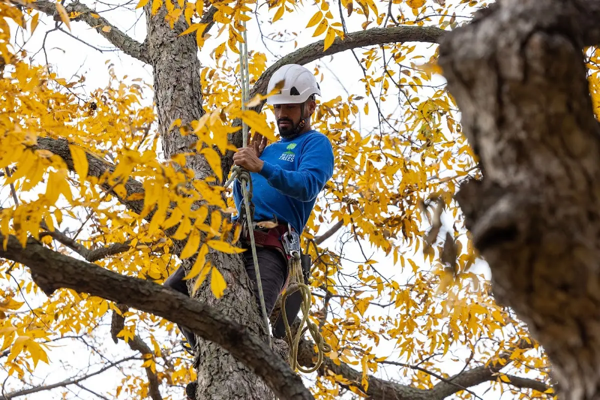 Skilled Storm Damage Cleanup crew working in Alleghany